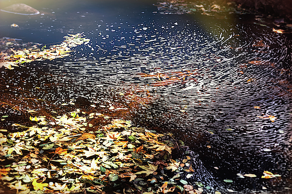 Autumn Water Reflections by Saija Lehtonen Autumn Water Reflections by Saija Lehtonen