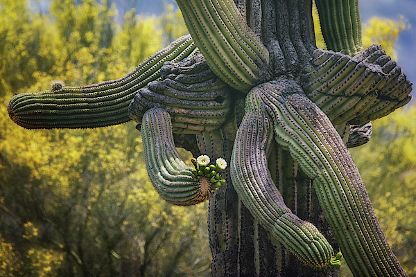 Saguaro Arms Open by Saija Lehtonen Saguaro Arms Open by Saija Lehtonen