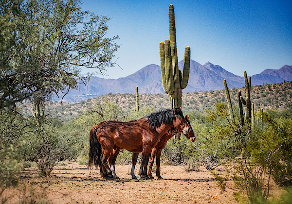 The Wilds Of The West by Saija Lehtonen The Wilds Of The West by Saija Lehtonen